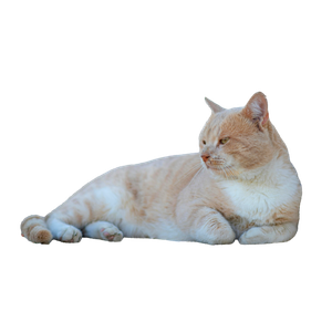 A Serene Ginger Cat Lying Against A Wall In Tunis, Tunisia, Enjoying A Quiet Moment Outdoors. 12839 - Cat PNG image with transparent background